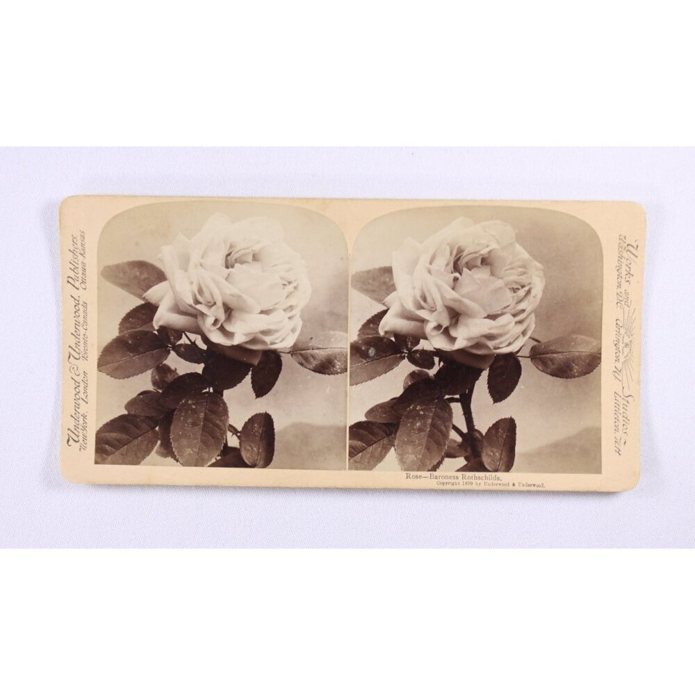 Antique photographic stereo card Rose Baroness Rothschilds Sun Sculpture